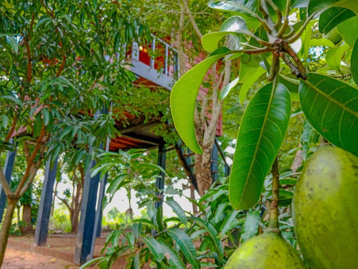 Ceylon Amigos Eco Resort Sigiriya Exteriér fotografie