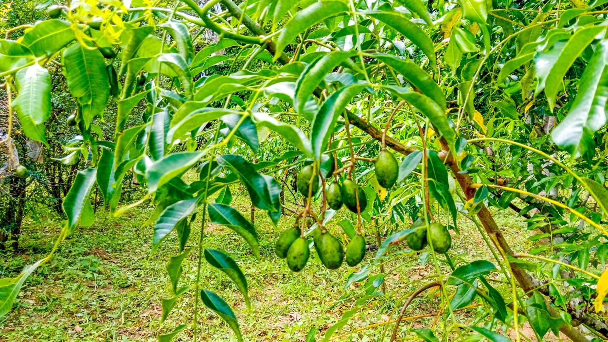 Ceylon Amigos Eco Resort Sigiriya Exteriér fotografie